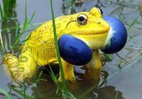 Fabulous frog
