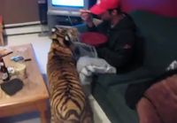 Tiikerin kanssa hengailua