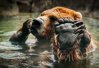 Karhu kylpee