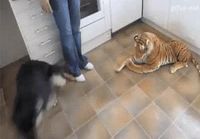Koira kohtaa tiikerin