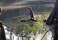 Pesukarhu matkustaa alligaattorilla