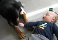 Rottweiler naurattaa vauvaa
