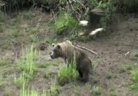 Karhu ei saa olla rauhassa kakalla