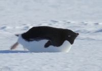 Riemurasian huippukoulutettu pingviini kiitää korjaamaan palvelinongelmaa