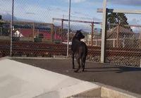 Koira innostuu junasta