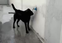Koira peseytyy