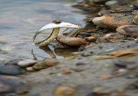 Kalastajakäärme