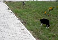 Kissa VS Koira