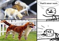 Koira ja tiikeri
