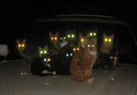 Paranormal cat-ivity