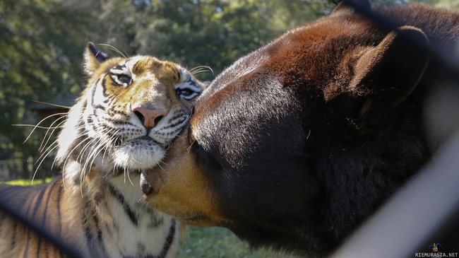 Shere Khan & Baloo