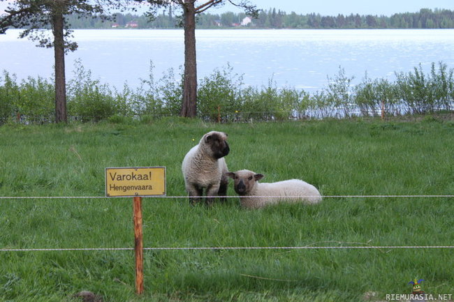 Lampaat - Hengenvaara