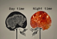 Aivojen toiminta päivällä ja yöllä