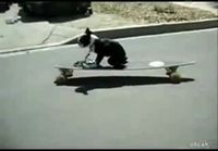 Skateboarding Dog Fail