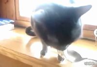 Kissa tykkää maapähkinävoista