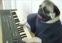Keyboard dog