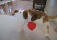 Kissa, ilmapallo ja staattinen sähkö