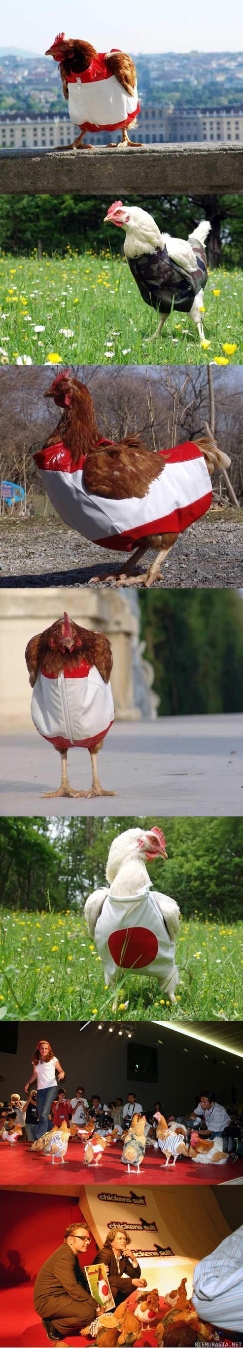 Fashion for chicken