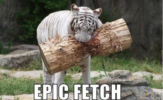 Let&#039;s play fetch