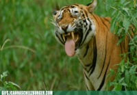 Tiikeriä naurattaa :D