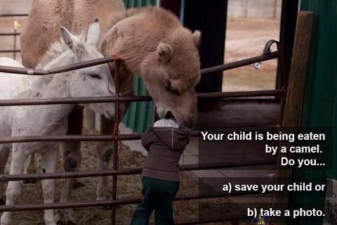 Kameli - viisaat vanhemmat