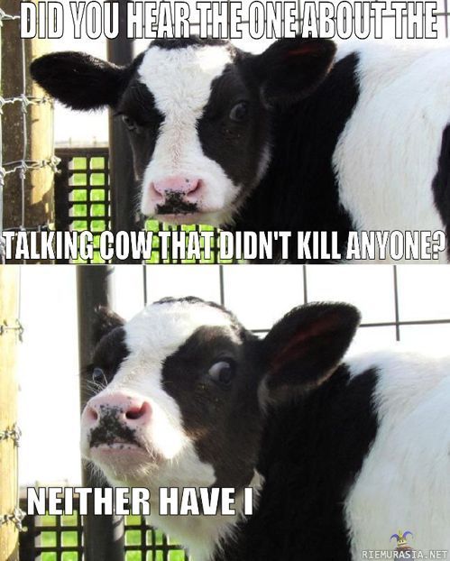 Talking cow