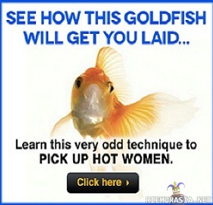See how this goldfish will get you laid