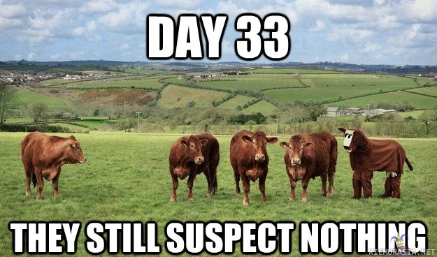 Day 33 - Lehmät eivät vieläkään osaa epäillä mitään..