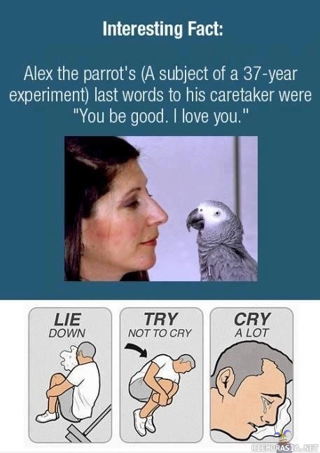Alex the parrot