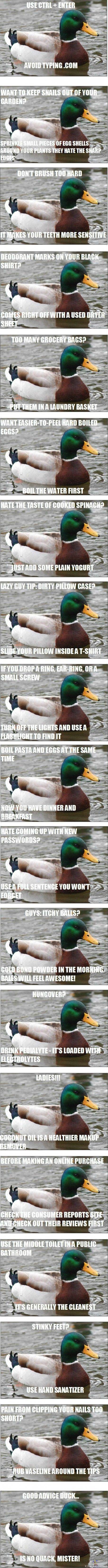 Good advice duck