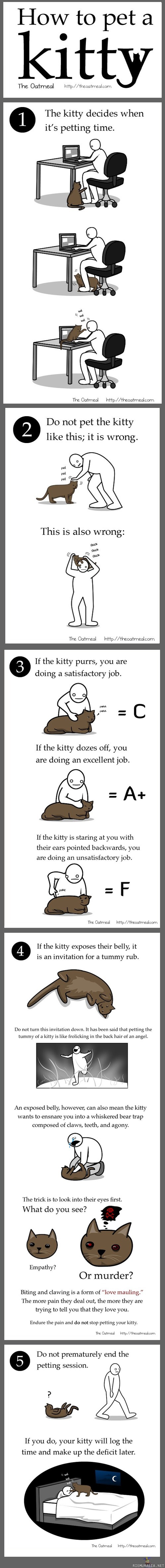 How to pet a kitty