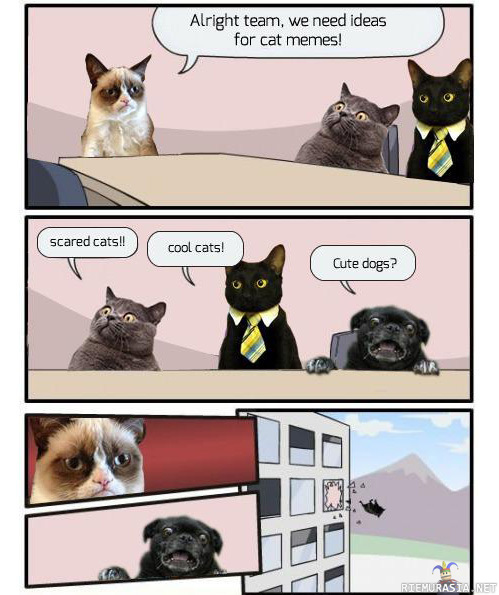 New ideas for cat memes