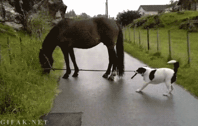 Koira ulkoiluttaa hevosta