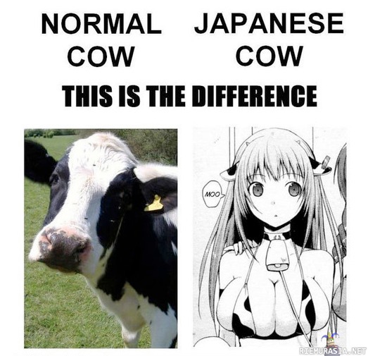 Cows - Tavallinen lehmä ja Japanilainen lehmä