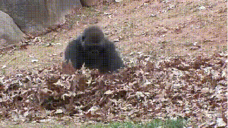 iloinen gorilla