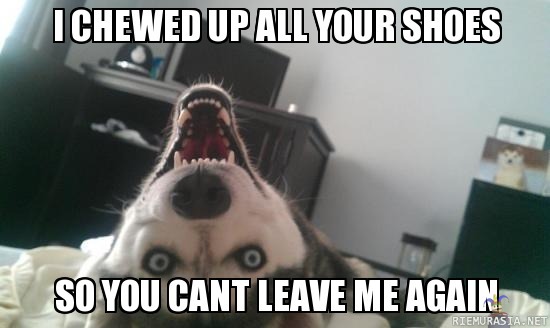 Overly attached dog