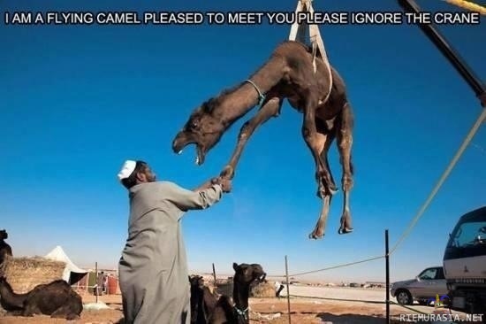 a Flying camel