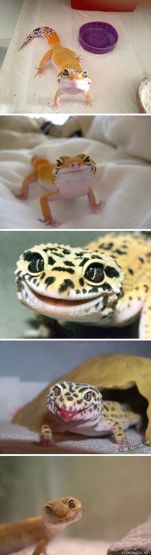 Iloinen gekko