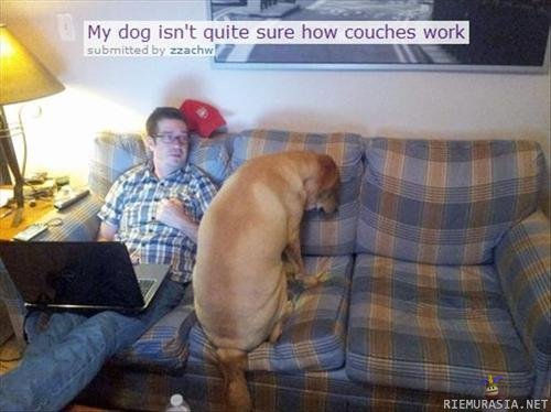 Koira ei ymmärrä miten sohvat toimii