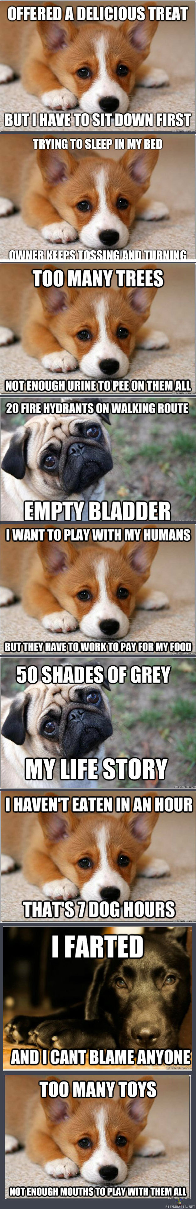 First world dog problems