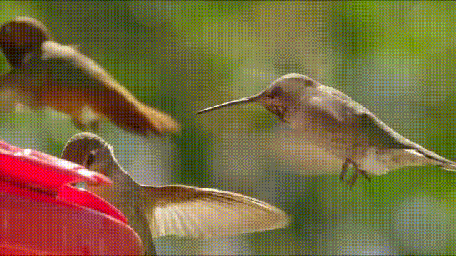 Kolibrit syömässä - menetkös nyt siitä!