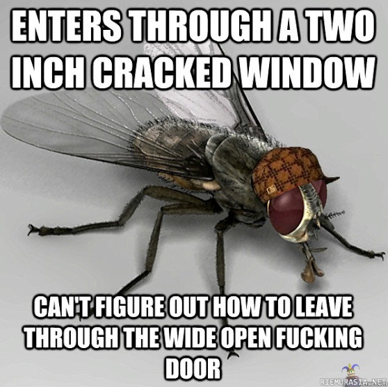 Scumbag fly