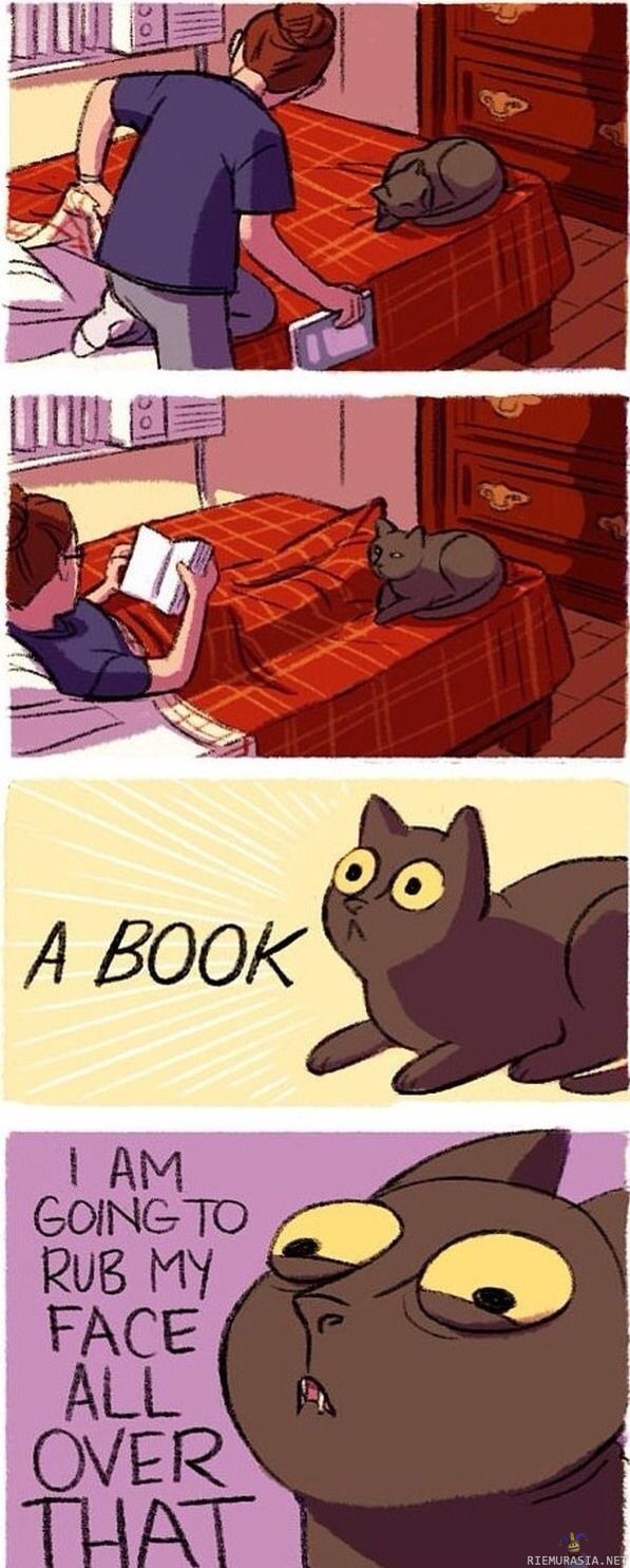 Kissa ja kirja