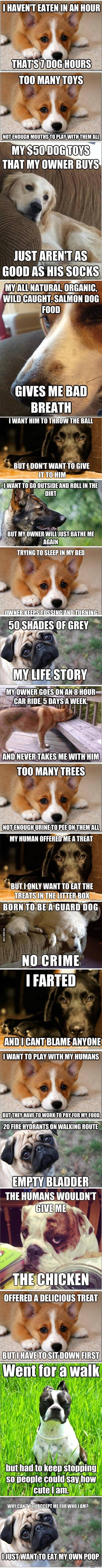 1st world dog problems