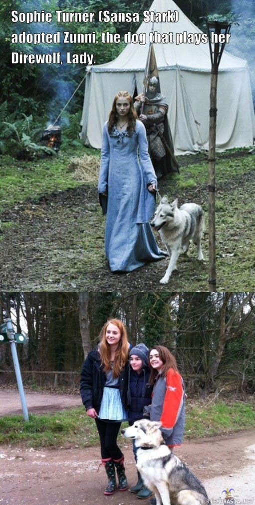 Sansa adoptoi koiran