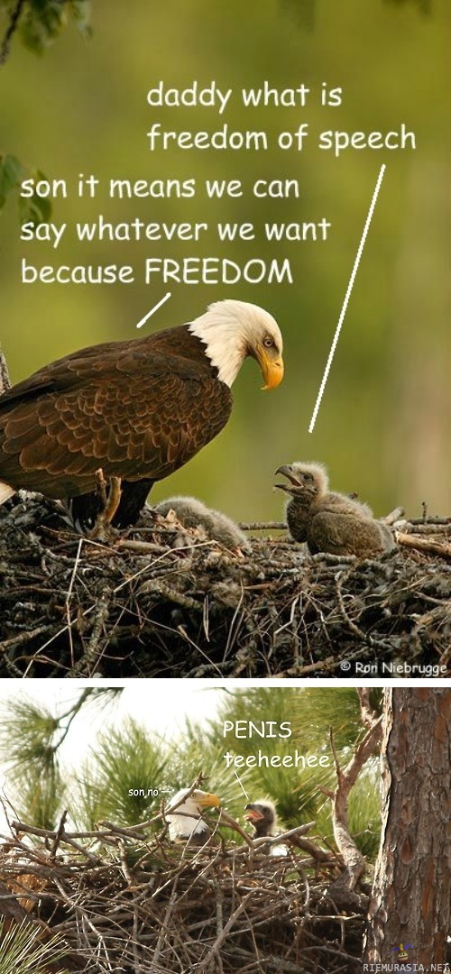 Freedom eagles