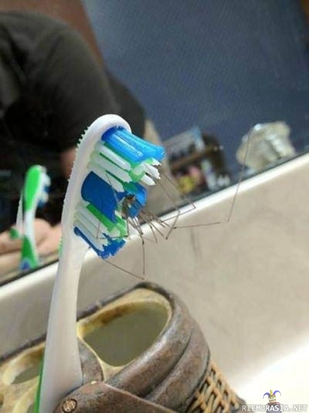 Yllätys hammasharjassa