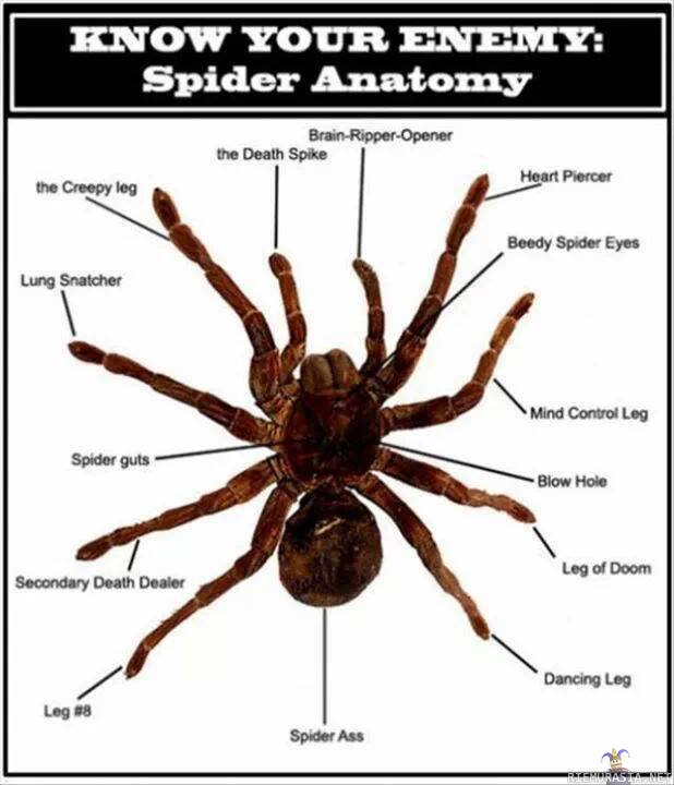 Spider anatomy