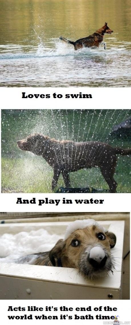 Dog logic