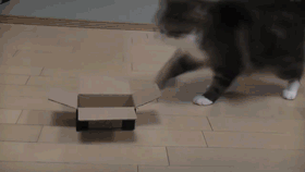 Liian pieni laatikko - kissa tekee kompromissin